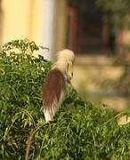 Indian Pond Heron