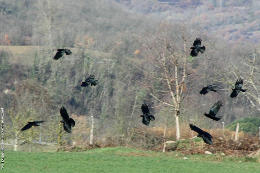 Red-billed Chough