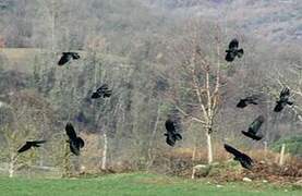 Red-billed Chough