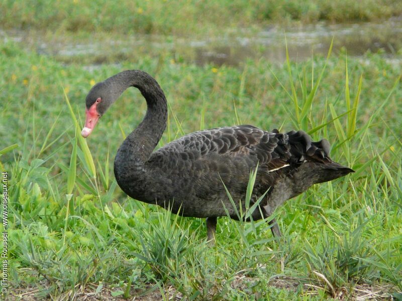 Black Swan, identification