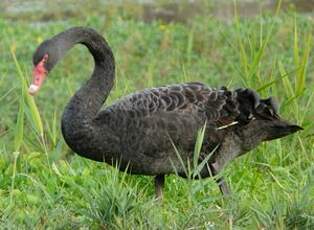 Cygne noir