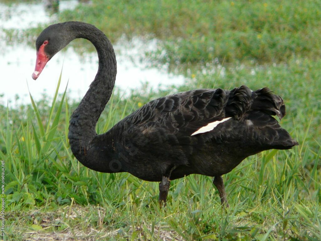 Cygne noir, identification