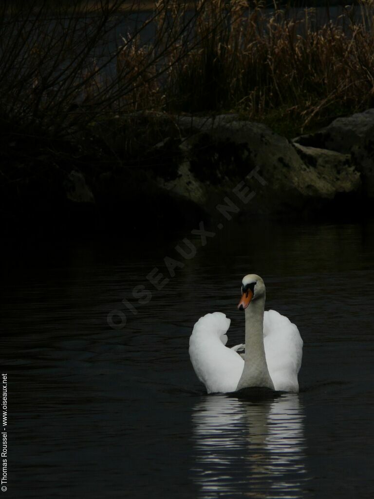 Cygne tuberculéadulte