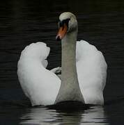 Cygne tuberculé