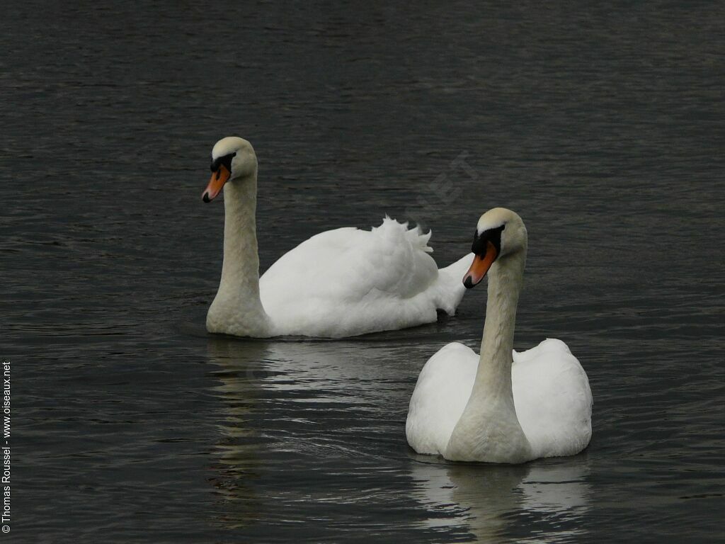 Cygne tuberculé adulte