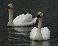 Cygne tuberculé