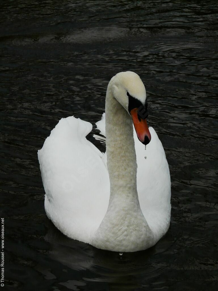 Cygne tuberculéadulte, identification