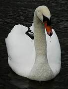 Cygne tuberculé