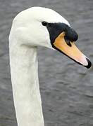 Cygne tuberculé