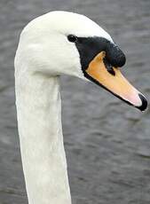 Cygne tuberculé