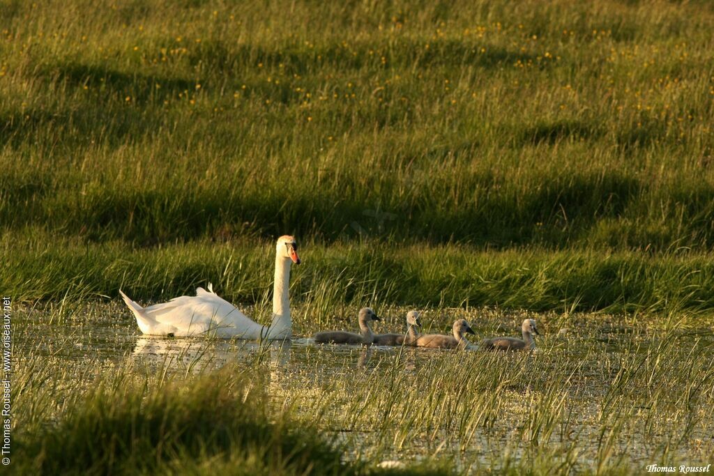 Mute Swan, Reproduction-nesting