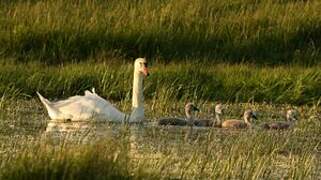 Mute Swan