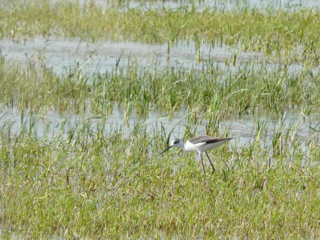 Échasse blanche