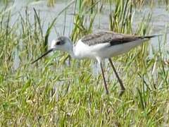 Black-winged Stilt