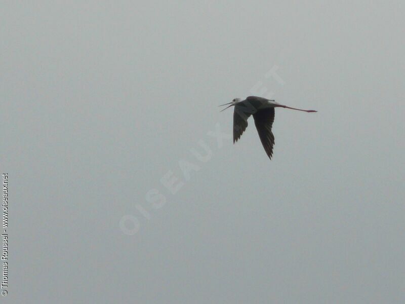 Black-winged Stilt, Flight