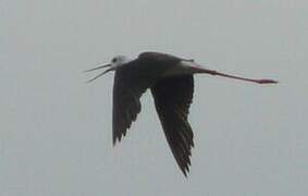 Black-winged Stilt