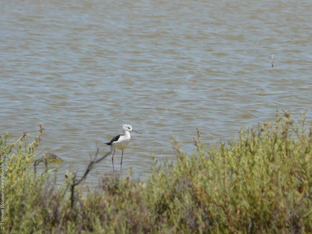 Échasse blanche