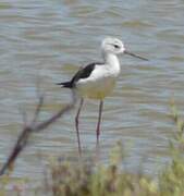 Black-winged Stilt