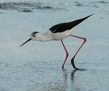 Black-winged Stilt