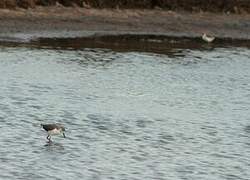 Black-winged Stilt