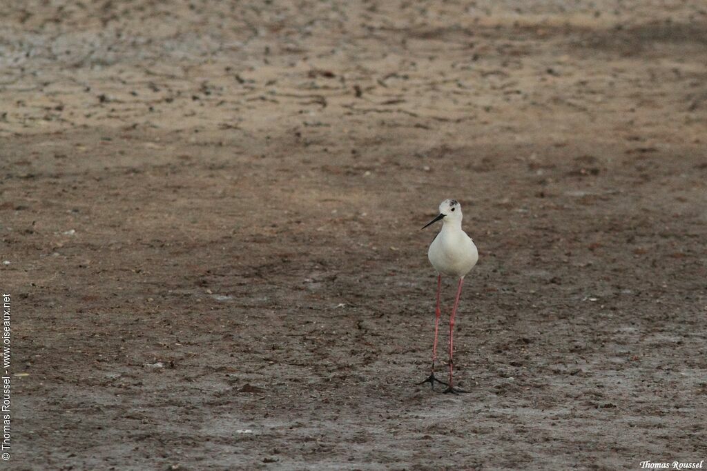 Black-winged Stilt, identification