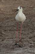 Black-winged Stilt