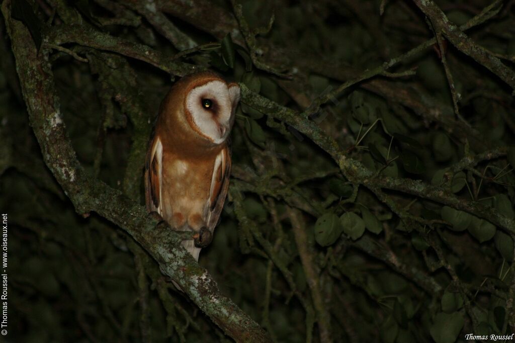 Western Barn Owl