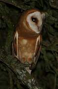 Western Barn Owl