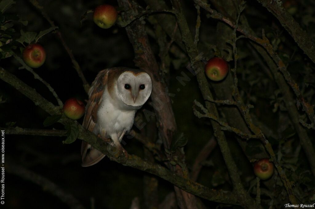 Western Barn Owl