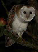 Western Barn Owl