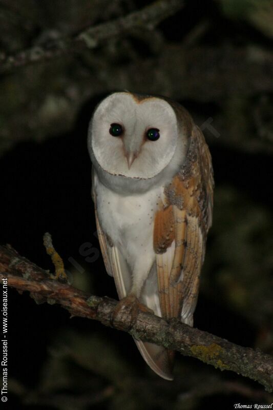 Western Barn Owl, identification