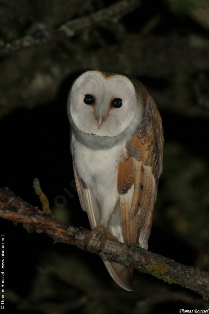 Western Barn Owl, identification