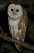 Western Barn Owl