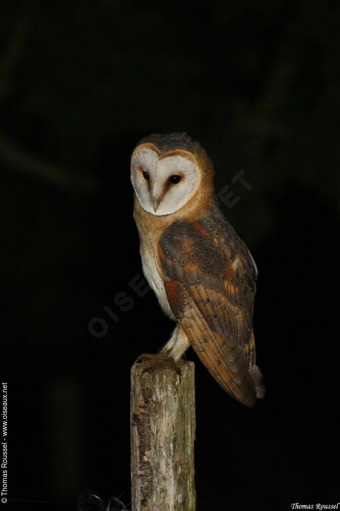 Western Barn Owl