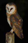 Western Barn Owl