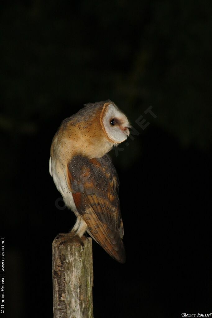 Western Barn Owl