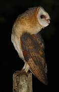 Western Barn Owl