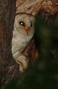 Western Barn Owl