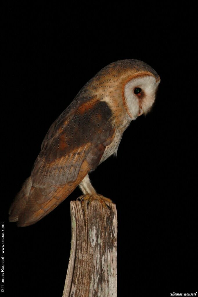 Western Barn Owl, identification