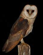 Western Barn Owl