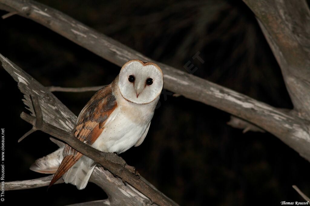 Western Barn Owl, identification