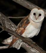 Western Barn Owl