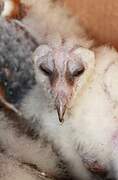 Western Barn Owl