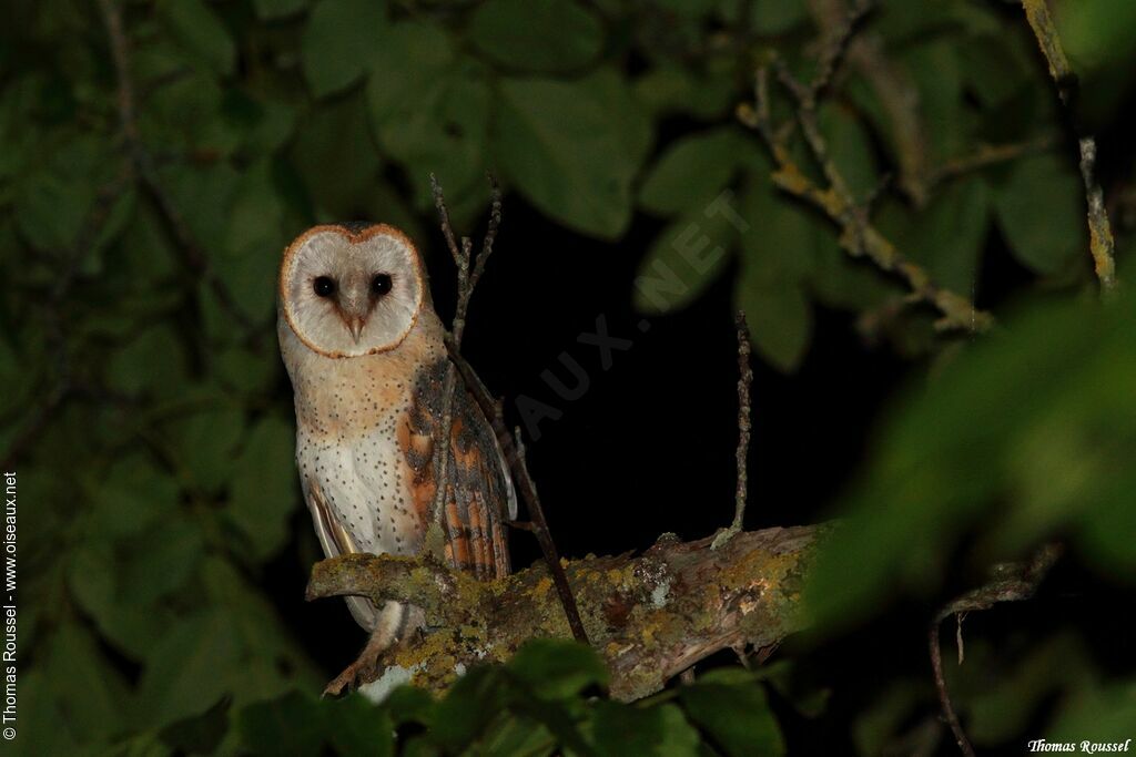 Western Barn Owl, identification