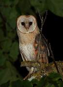 Western Barn Owl