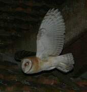 Western Barn Owl