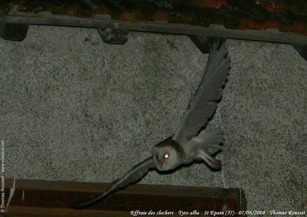 Western Barn Owl