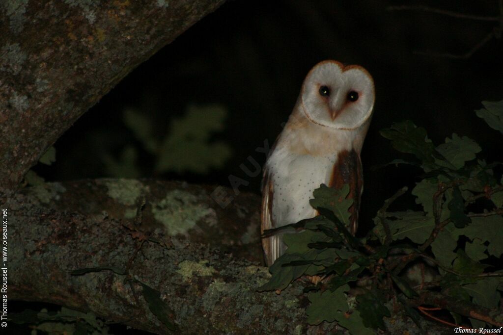 Western Barn Owl