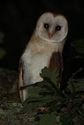 Western Barn Owl