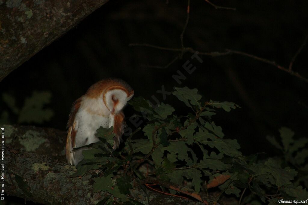 Western Barn Owl, identification, Behaviour